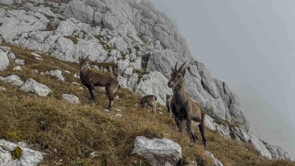 Capre alpine su un pendio roccioso con erba secca.